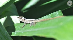 Anolis wellbornae