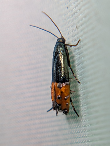 Lepidotarphius perornatella photo 2