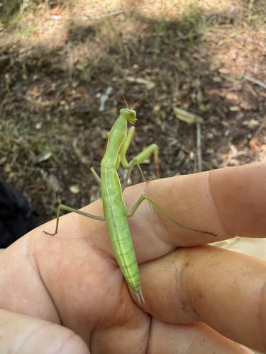 iNaturalist observation photo of European Mantis