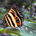 Mariposas Sedosas - Photo (c) gwwarbler, algunos derechos reservados (CC BY-NC)