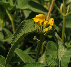 Phlomis viscosa