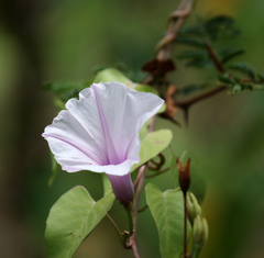 Ipomoea incarnata
