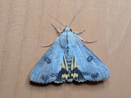 American Hypocala Moth