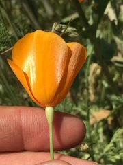Eschscholzia lemmonii