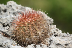 Melocactus macracanthos