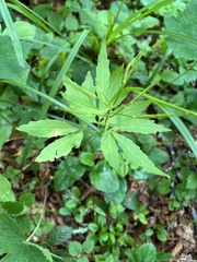 Cardamine waldsteinii