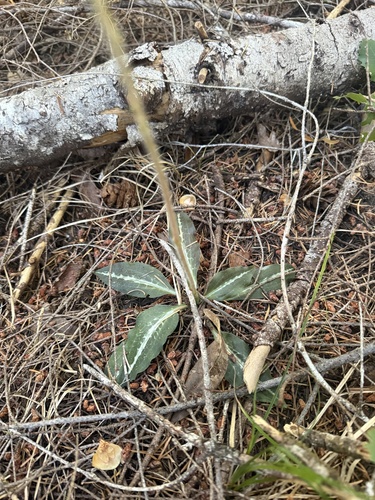 iNaturalist observation photo of Western Rattlesnake Plantain