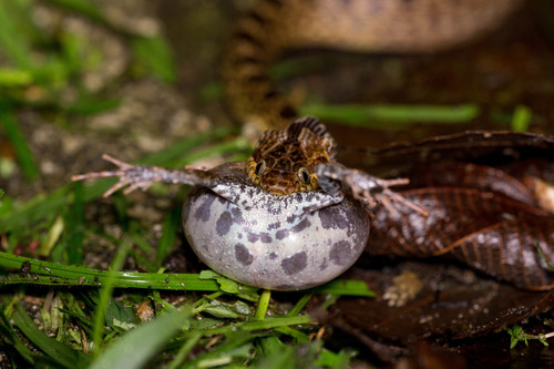 Túngara Frog