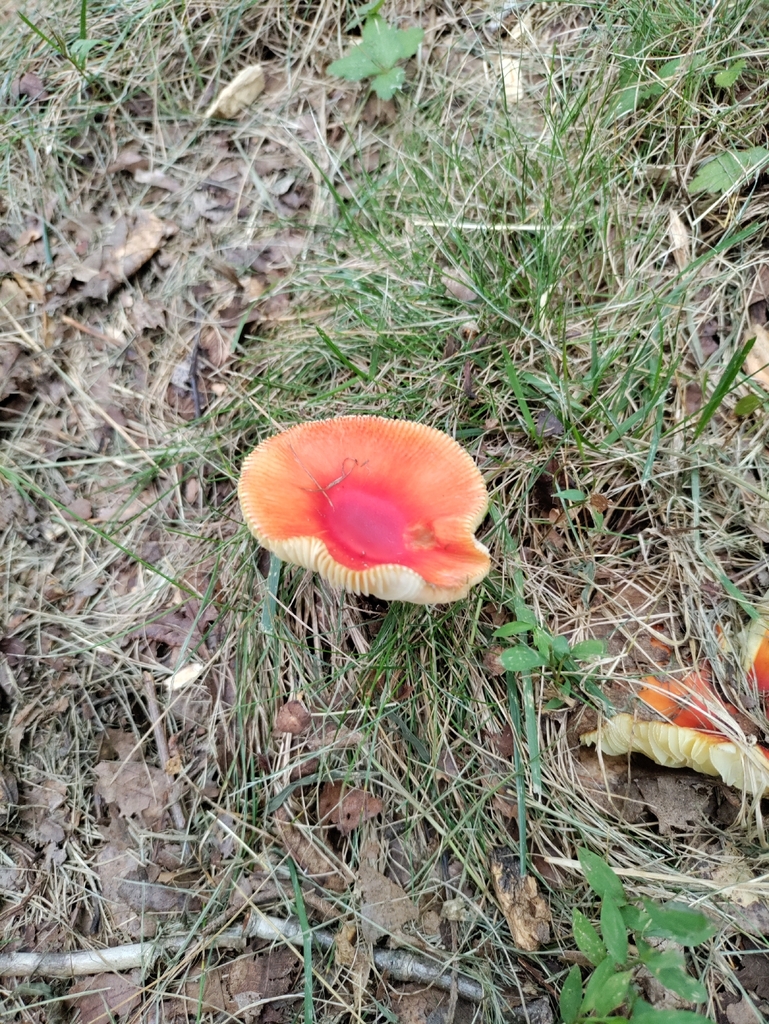 False Caesar's Mushroom · July 2026 · photo: Photo: (c) David Bittner, some rights reserved (CC BY) · iNaturalist