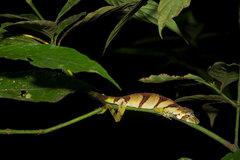 Anolis transversalis