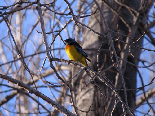 Blue-and-yellow Tanager
