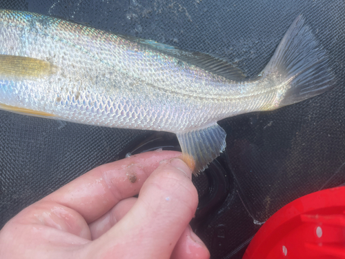 Sand seatrout (Cynoscion arenarius) — Sciaenidae — 3