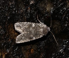 Lithophane tepida