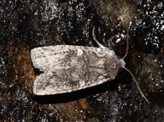 Lithophane tepida