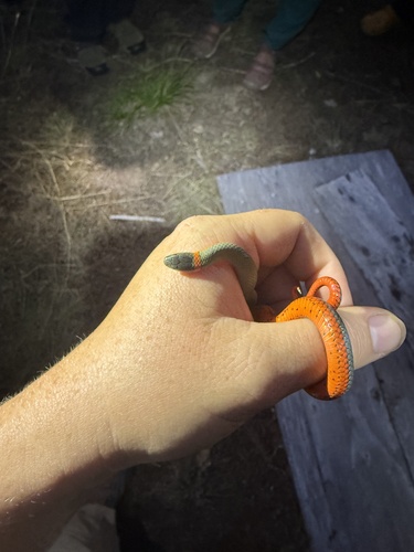 iNaturalist observation photo of Ring-necked Snake