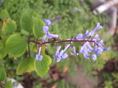 Plectranthus saccatus