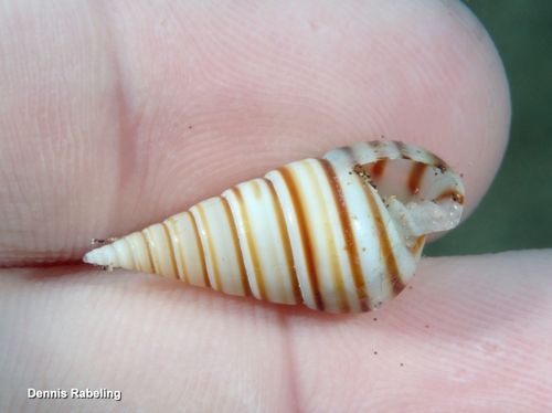 Pyramidella dolabrata observed 2026-07-20