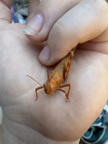 iNaturalist observation photo of Carolina Grasshopper