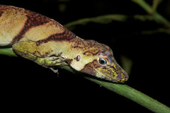 Anolis transversalis