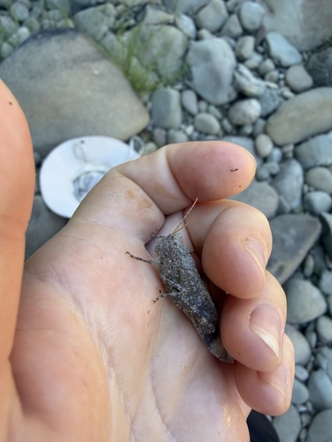 iNaturalist observation photo of Carolina Grasshopper