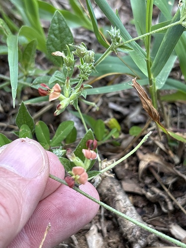 Pediomelum rhombifolium