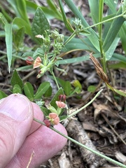 Pediomelum rhombifolium