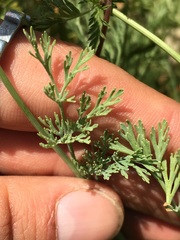 Eschscholzia lemmonii