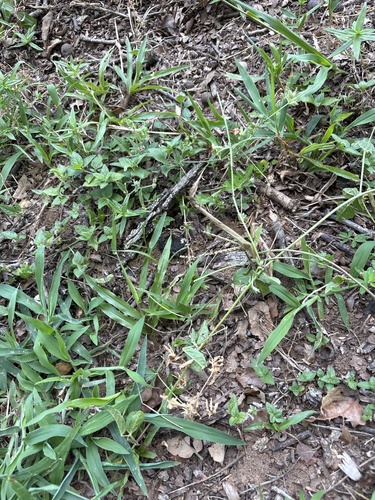 Pediomelum rhombifolium, photograph 2