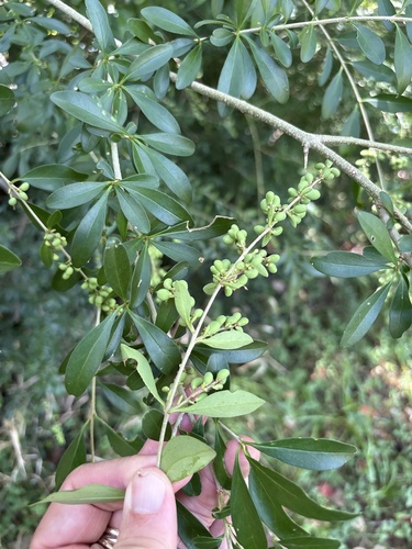 Waxyleaf privet (Ligustrum quihoui)