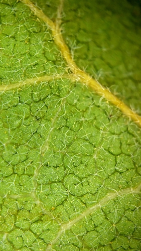 iNaturalist observation photo of Dumosae