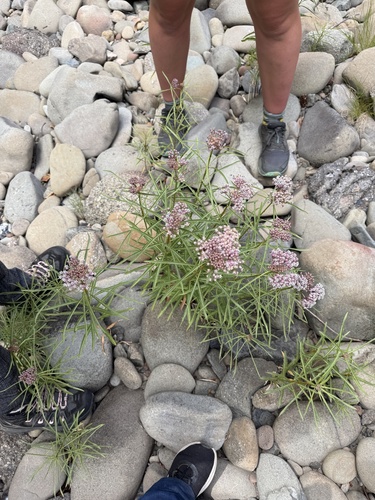 iNaturalist observation photo of narrowleaf milkweed