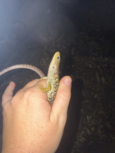 iNaturalist observation photo of Northern Alligator Lizard