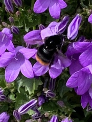 Bombus lapidarius