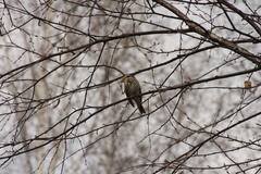Anthus trivialis