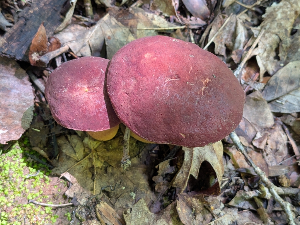 Xanthoconium purpureum · July 2026 · photo: Photo: no rights reserved · iNaturalist