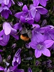 Bombus lapidarius