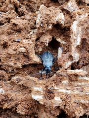 Carabus maeander