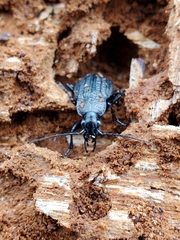 Carabus maeander