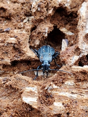 Carabus maeander