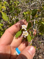 Lantana involucrata, photograph (c) Kenzie Anderson-Bell, some rights reserved (CC BY)