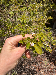 Lantana involucrata, photograph (c) Kenzie Anderson-Bell, some rights reserved (CC BY)