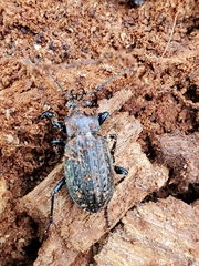 Carabus maeander