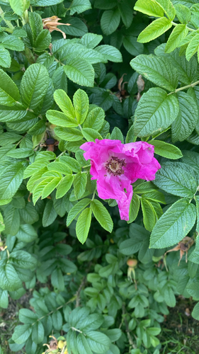 rugosa rose