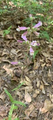 Penstemon australis