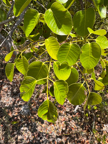 Metopium toxiferum, photograph 6