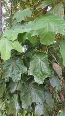 Pterospermum acerifolium