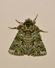 Thalatha bryochlora