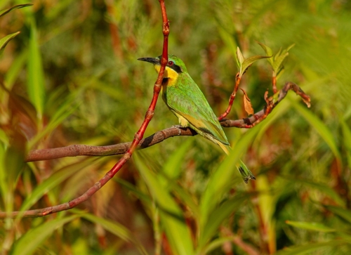 Little Bee-eater