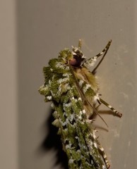 Thalatha bryochlora