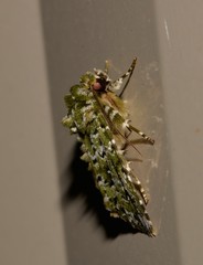 Thalatha bryochlora